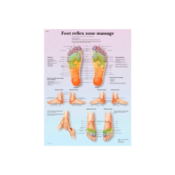 3B Anatomical Chart - Foot Massage, Reflex Zone, Laminated